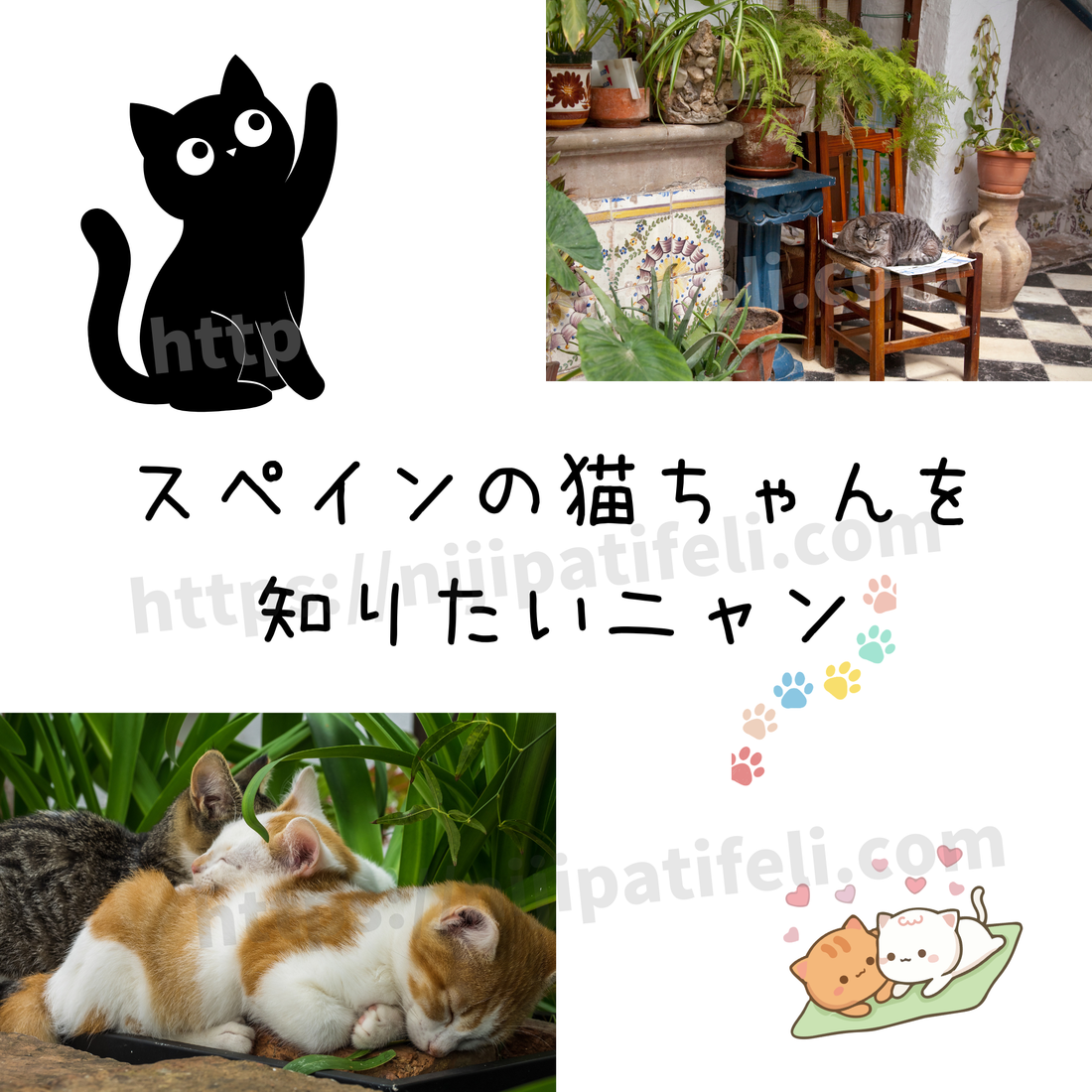スペインで人気の猫ちゃんは？