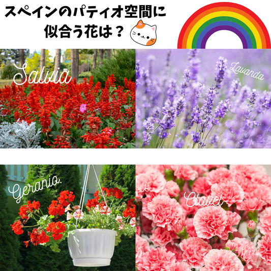 上は日本語でのオリジナル文章と猫と虹の背景画像。パティオに似合う花４つ。右上は薄いパープルカラーのラベンダー、右下はピンク系カーネーション、左上は赤系の花、左下には赤系の白い植木に入った壁飾りの赤系ゼラニウムの背景写真。
