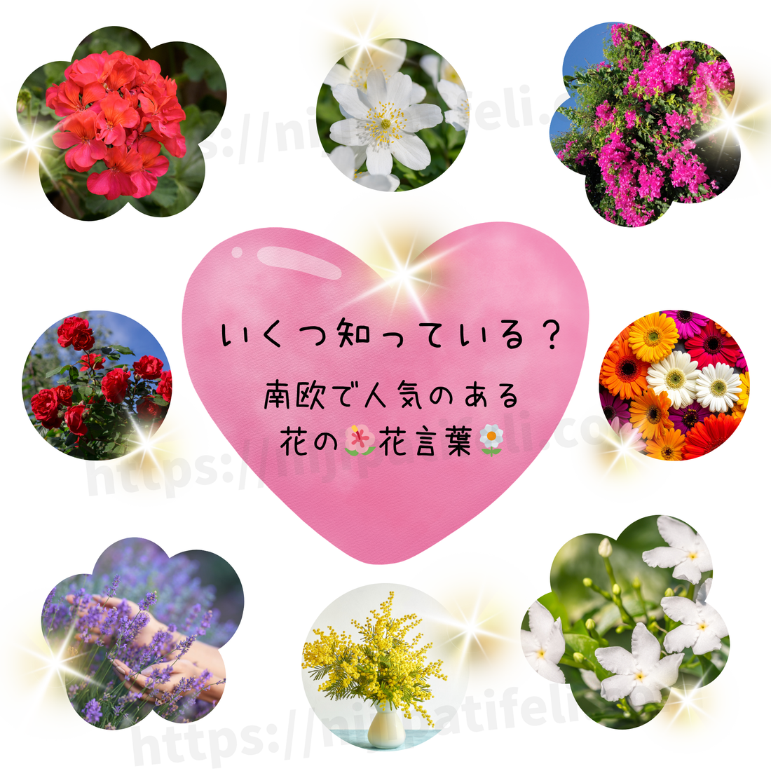 南欧で愛される花々の意味と南欧版の花言葉｜スペイン・イタリア・ギリシャの文化で愛される花たち