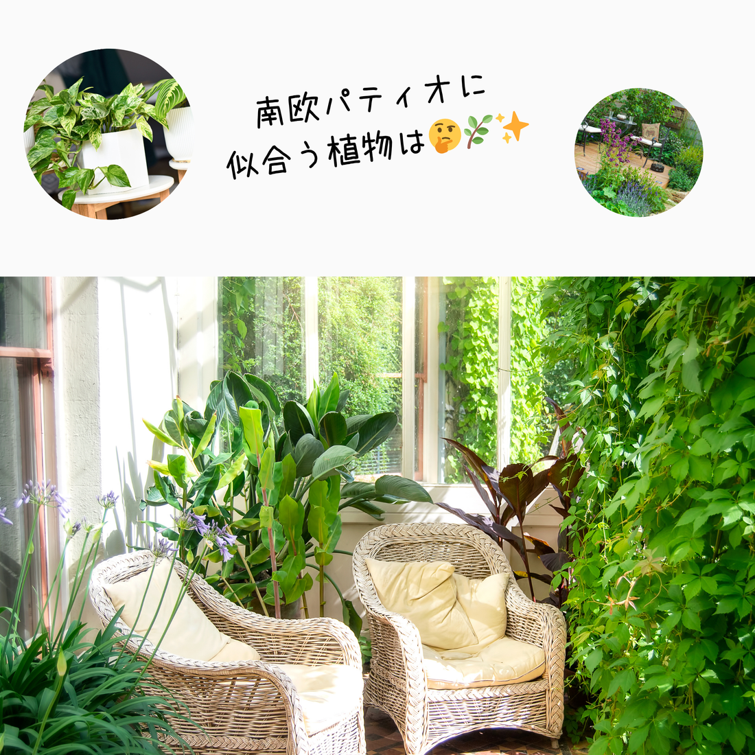 南欧パティオに飾る緑植物の魅力と飾り方