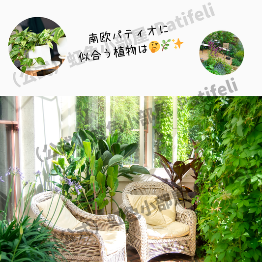 南欧パティオに飾る緑植物の魅力と飾り方