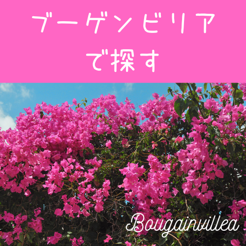 ブーゲンビリア