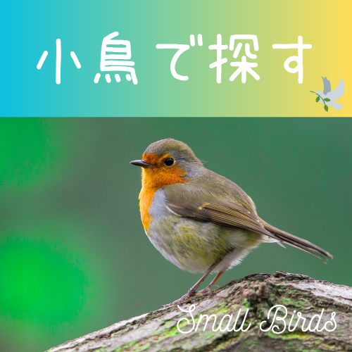 愛らしい小鳥ちゃん