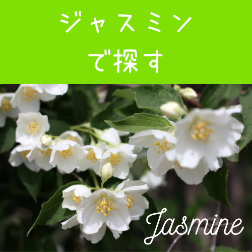 ジャスミン