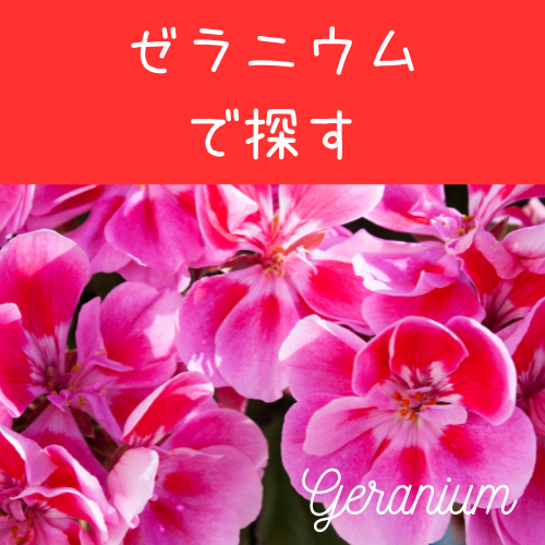 ゼラニウム