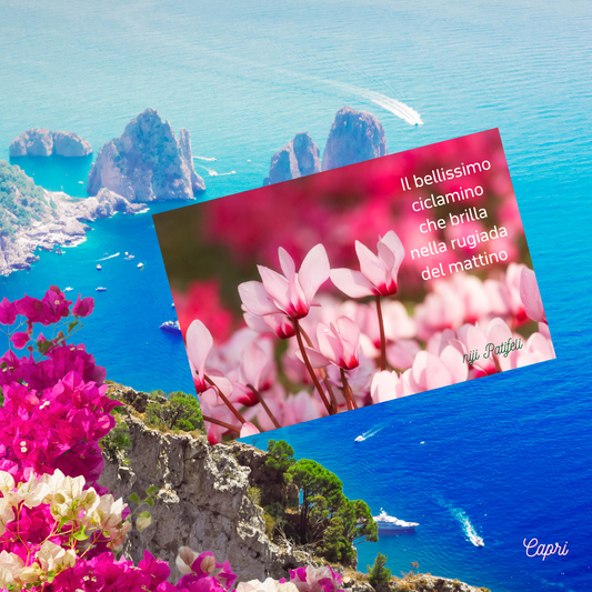 カプリの外国文字と赤ピンク花と海が広がる美しい背景画像内に中サイズのシクラメンの花デザインとイタリアオリジナル文章のステッカー商品